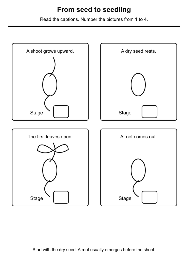 Order seed to seedling growth printable activity preview