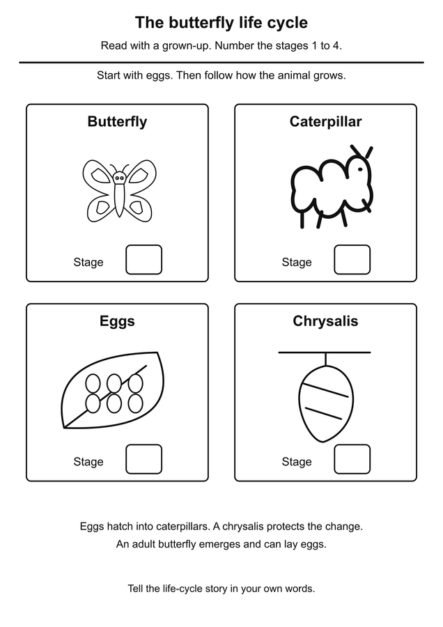 Order the butterfly life cycle printable activity preview