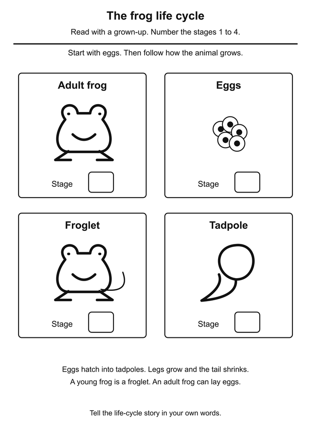 Order the frog life cycle printable activity preview