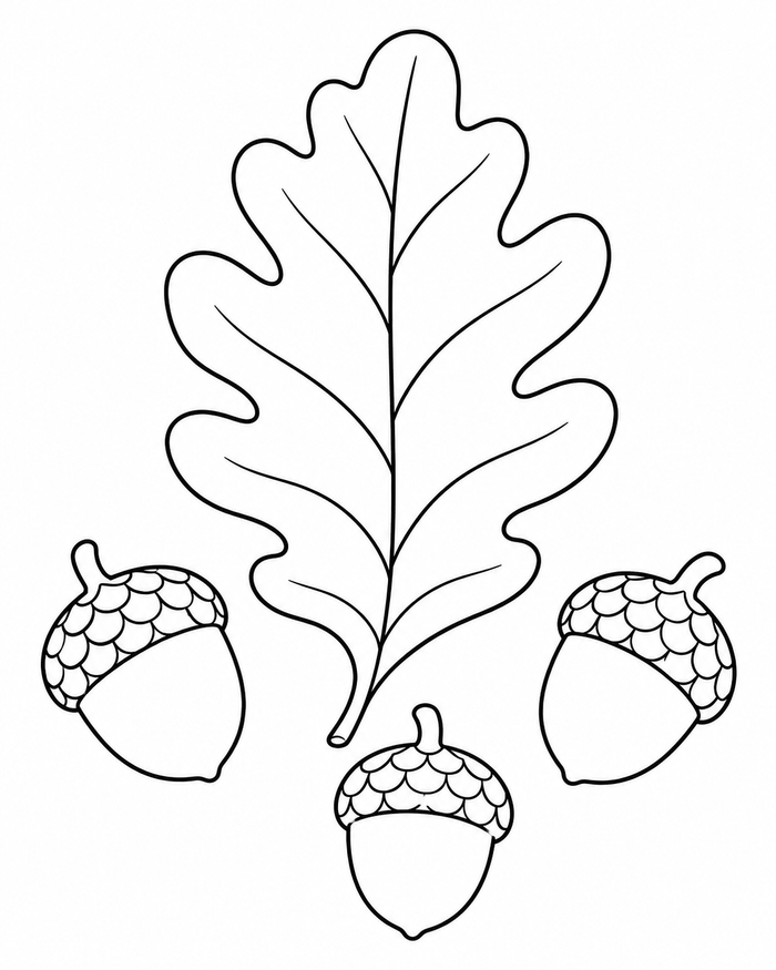 Oak leaf and acorns coloring preview