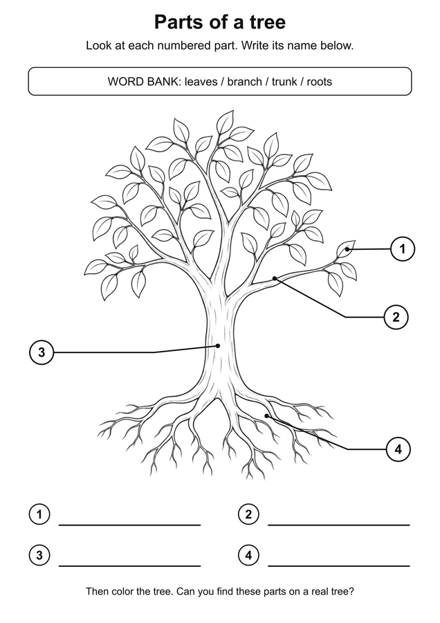 Parts of a tree: leaves, branch, trunk and roots. Worksheet preview